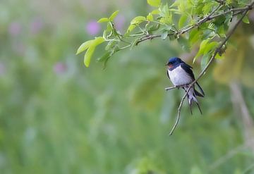 Barn swallow by Anton Kloof