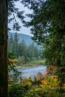 The Hoh River seen from the Hoh rainforest