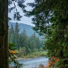 Traversée de la rivière Hoh depuis la forêt humide sur Rauwworks