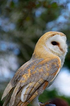 A barn owl