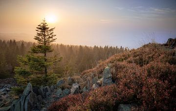 Mistige dagen in de Harz van Steffen Henze