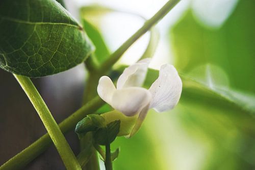 Bean flower - summer - garden