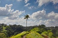 Mooi landschap met rijstterrassen en kokospalmen dichtbij Tegallalang-dorp, Ubud, Bali, Indonesië. van Tjeerd Kruse thumbnail