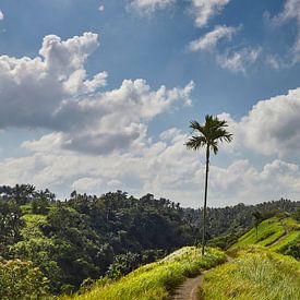 Magnifique paysage avec des rizières en terrasse et des cocotiers près du village de Tegallalang, Ub sur Tjeerd Kruse