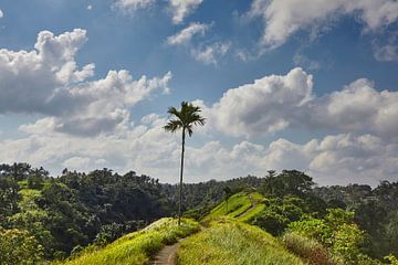 Mooi landschap met rijstterrassen en kokospalmen dichtbij Tegallalang-dorp, Ubud, Bali, Indonesië.