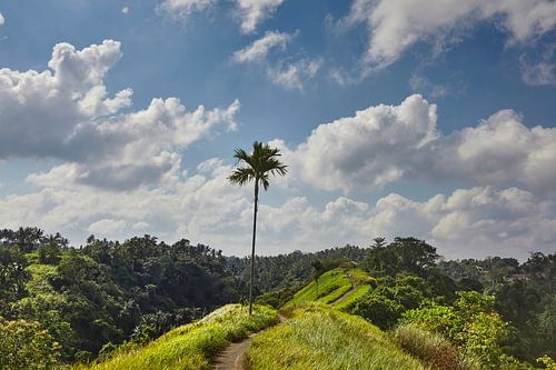 Beautiful landscape with rice terraces and coconut palms near Tegallalang village, Ubud, Bali, Indon by Tjeerd Kruse
