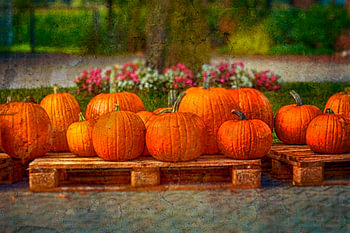 Autumn Fever
