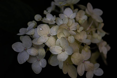 Portrait of a Flower