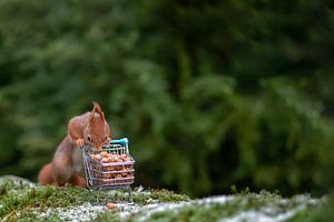 Hamsteren/shopping van Corinne Cornelissen-Megens