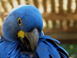 Blue macaw by Chloë Luyckx