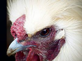 Zijdehoen von Harrie van der Meer