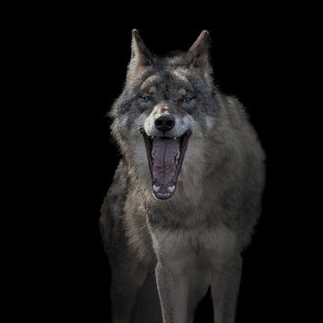Europese Wolf, Canis lupus lupus van Gert Hilbink
