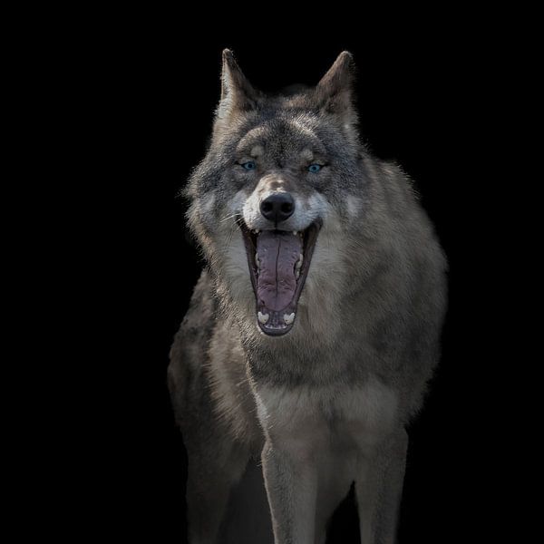 European Wolf, Canis lupus lupus lupus by Gert Hilbink
