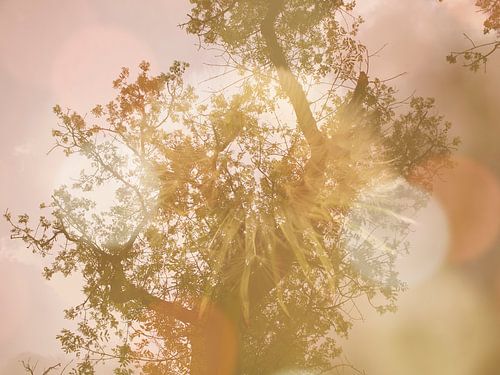 Flower of the summer