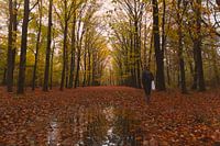 Autumn shades in harmony