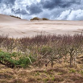 Réserve de dunes de Hollande septentrionale, montagnes en bord de mer sur eric van der eijk