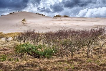 Réserve de dunes de Hollande septentrionale, montagnes en bord de mer sur eric van der eijk