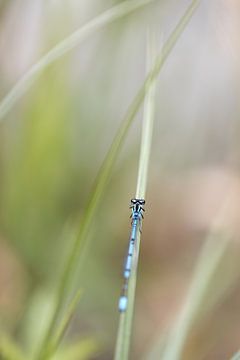 Libelle von Anneliese Grünwald-Märkl