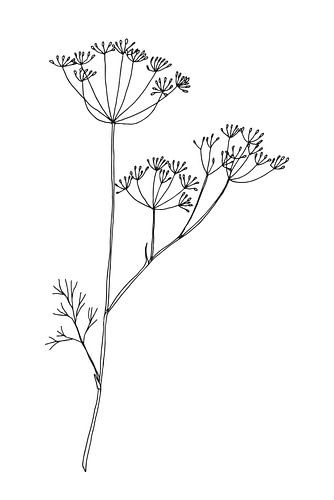 Botanische basis. Zwart-wit tekening van een eenvoudige bloem. Dille.