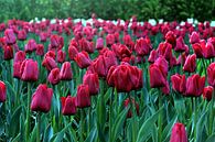 Red Tulips by Melanie Schook thumbnail
