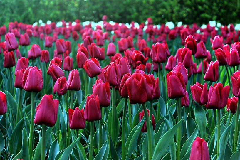 Red Tulips von Melanie Schook