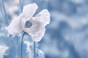 Mohnblume