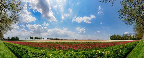 Tulipes dans un champ au printemps dans le Noordoostpolder, Flevoland.