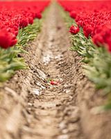 Champs de tulipes