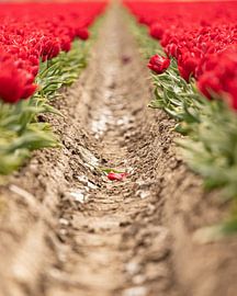 Tulpenfelder von Pauline Olsthoorn-Paul