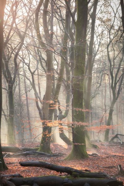Dromerig bos van E Blaas