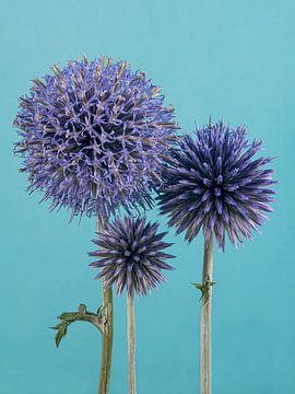 Together: portrait of three thistle bulbs by Marjolijn van den Berg