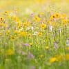 Wildblumenwiese im Erzgebirge von Daniela Beyer