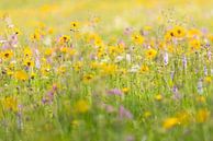 Wildflower meadow in the Ore Mountains by Daniela Beyer thumbnail