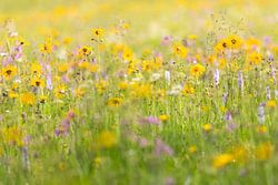 Wildblumenwiese im Erzgebirge