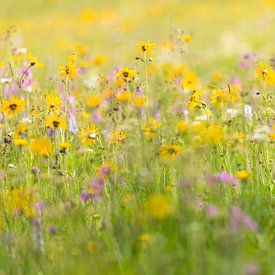 Wildflower meadow in the Ore Mountains by Daniela Beyer