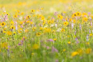 Wildblumenwiese im Erzgebirge