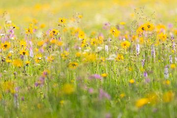 Wildflower meadow in the Ore Mountains