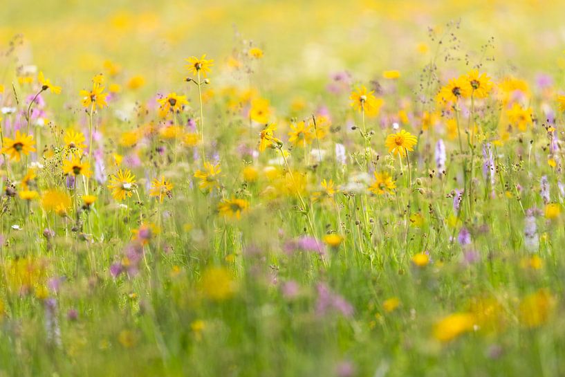 Wildflower meadow in the Ore Mountains by Daniela Beyer