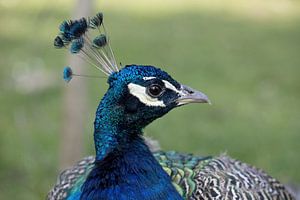 portrait of a proud peacock