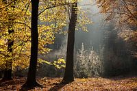 Sprookjesachtende herfstochtend