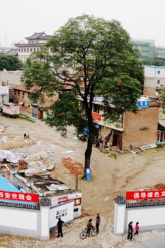 un arbre solitaire en Chine