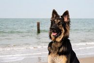 Deutscher Schäferhund am Strand von Annelies Cranendonk Miniaturansicht