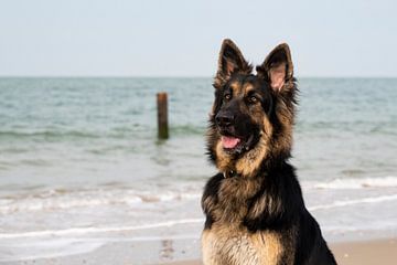 German shepherd on the beach by Annelies Cranendonk