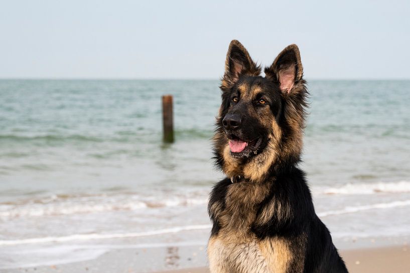 Deutscher Schäferhund am Strand von Annelies Cranendonk