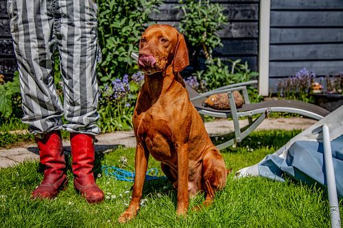 Tibor dans le jardin