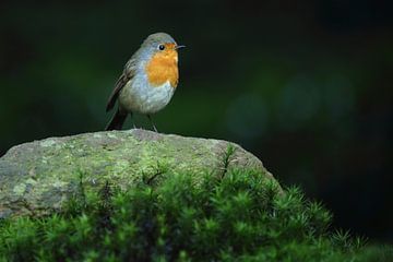 Portret van een Roodborst van Ronald Pol