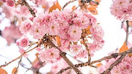 Kersenbloesems van Fotoverliebt - Julia Schiffers