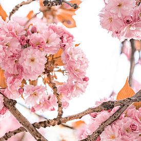 Fleurs de cerisier sur Fotoverliebt - Julia Schiffers
