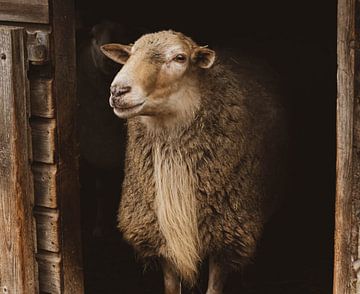 Schaap van de Drentse heide van D.Verts