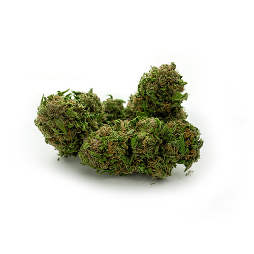 CBD Cannabis Blossom